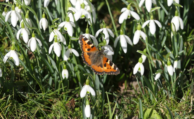 Der wärmste Februar seit Messbeginn und seine Folgen