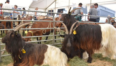 Ein Markt für kleine und grosse Züchter mit 350 Tieren und zwölf verschiedenen Rassen