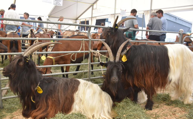 Ein Markt für kleine und grosse Züchter mit 350 Tieren und zwölf verschiedenen Rassen