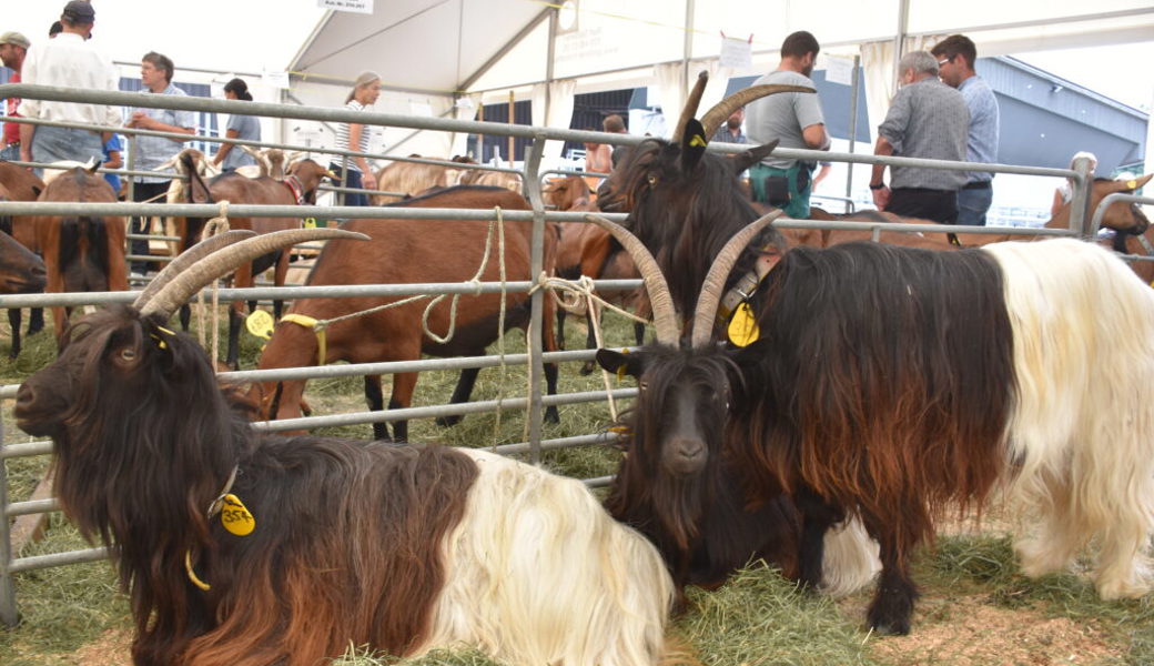  Zu den Raritäten auf dem Markt gehören die Walliser Schwarzhalsziegen. 