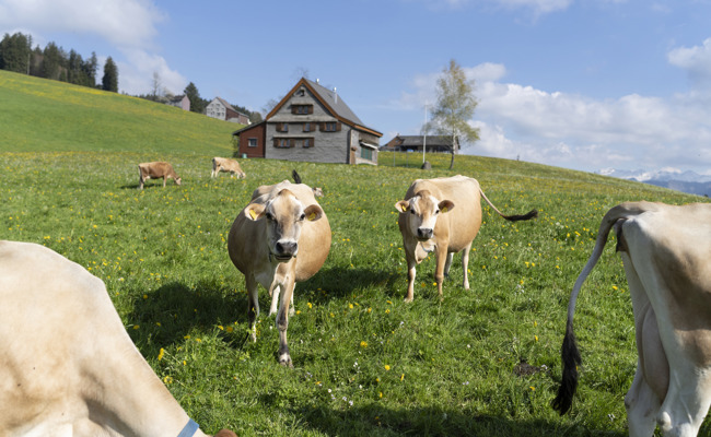 Landwirtschaft in der Ostschweiz wächst trotz Hofsterben