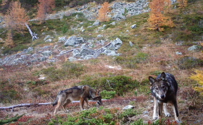 147 Wölfe abgeschossen: Was bringt die präventive Wolfsjagd?