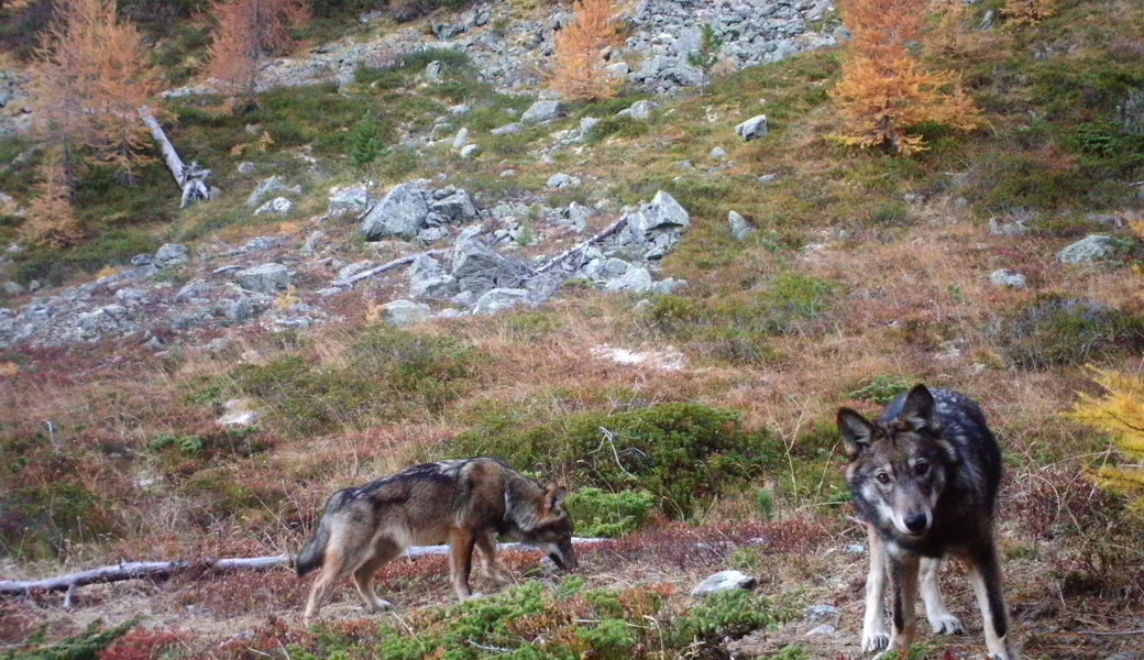 Glück gehabt: Diese beiden Wölfe im Walliser Augstbordgebiet tappten bloss in eine Fotofalle der Gruppe Wolf Schweiz.