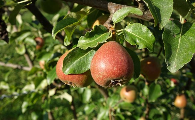 Für Schlorzifladen verwendet: Toggenburger Schafenbirne zur Obstsorte des Jahres 2024 ernannt