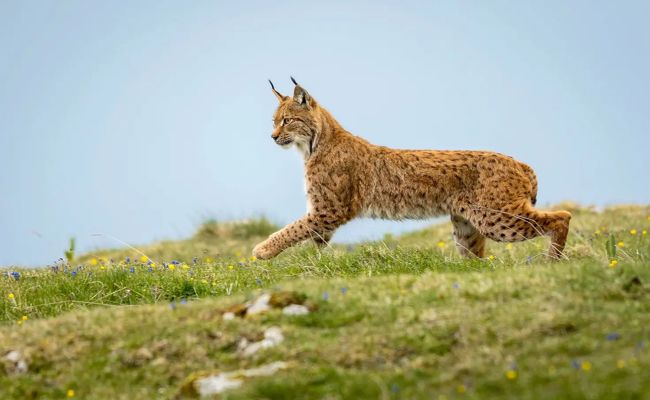 Mindestens drei Wolfsrudel im Kanton St.Gallen erwartet – der Luchs bleibt unauffällig