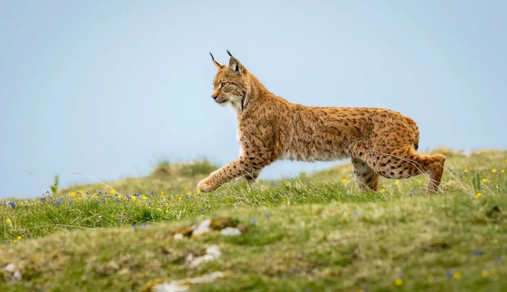 Auch erst hat sich verbreitet: Der Luchs wird in der Öffentlichkeit allerdings geringer wahrgenommen.