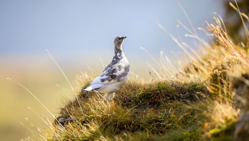 Im Herbst wechseln Alpenschneehühner ihr Gefieder, von einer grau-braunen Tarnung zu einem schneeweissen Federkleid. Im Herbst wechseln Alpenschneehühner ihr Gefieder, von einer grau-braunen Tarnung zu einem schneeweissen Federkleid.