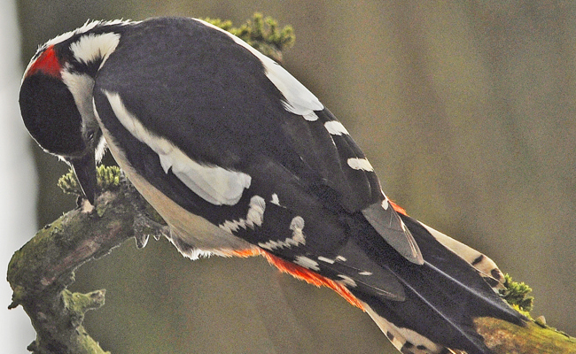 So helfen Talg und Mehlwürmer Wildvögeln durch den Winter