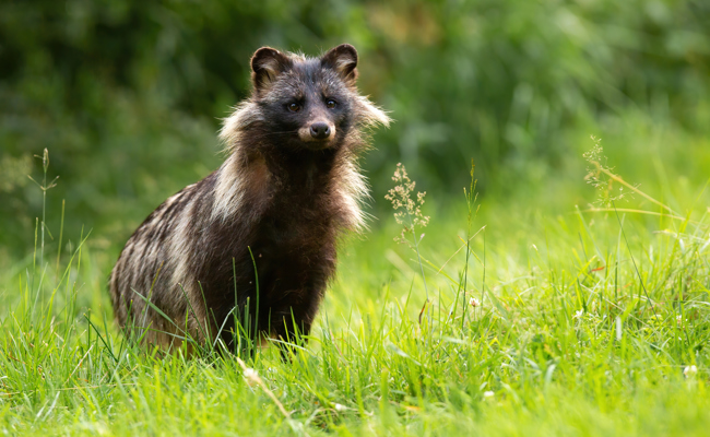 Eine kleine Sensation: Erstmals wurde ein Marderhund nachgewiesen