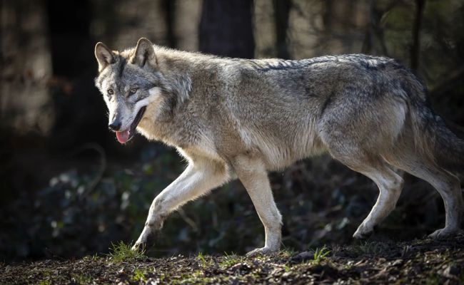 Proaktiv 48 Wölfe geschossen, weniger Risse im Jahr 2024