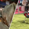 Zwischen Kühen und Roboterhund – Tradition trifft auf Innovation: Darf die Olma beides?
