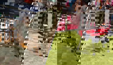 Zwischen Kühen und Roboterhund – Tradition trifft auf Innovation: Darf die Olma beides?