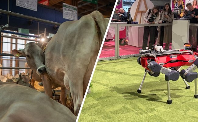 Zwischen Kühen und Roboterhund – Tradition trifft auf Innovation: Darf die Olma beides?