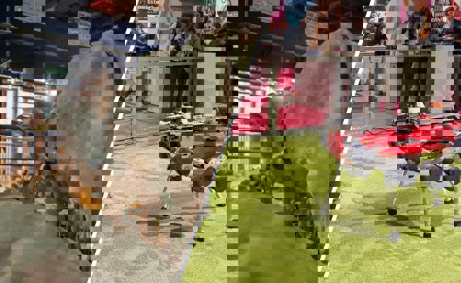 Zwischen Kühen und Roboterhund – Tradition trifft auf Innovation: Darf die Olma beides?