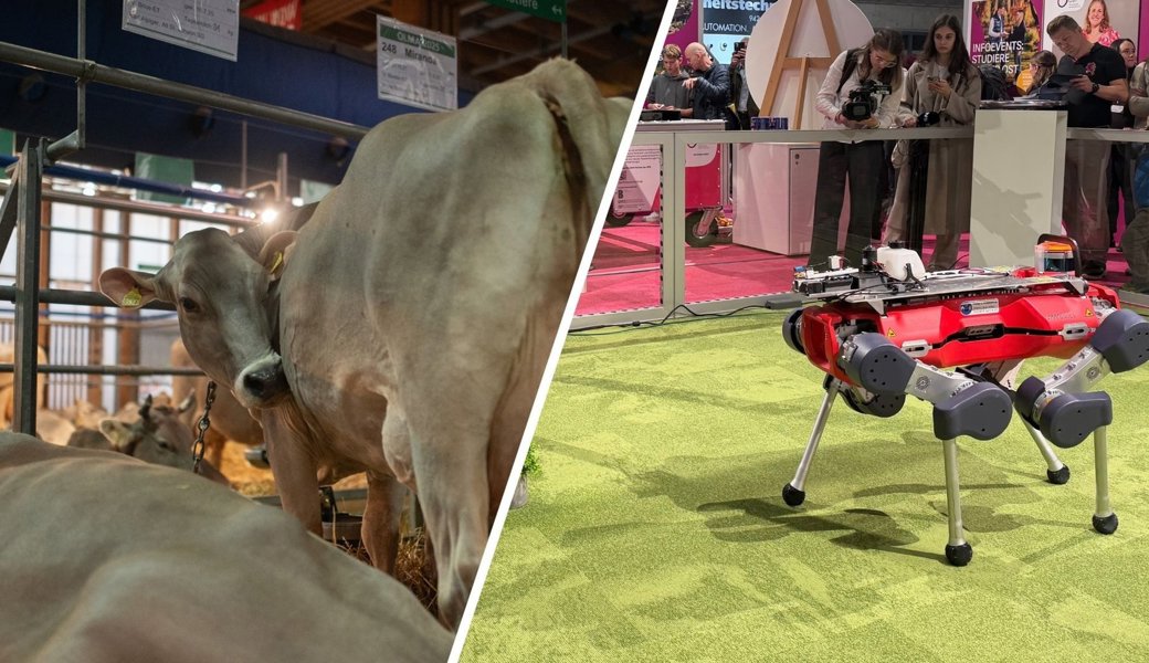 Zwischen Kühen und Roboterhund – Tradition trifft auf Innovation: Darf die Olma beides?