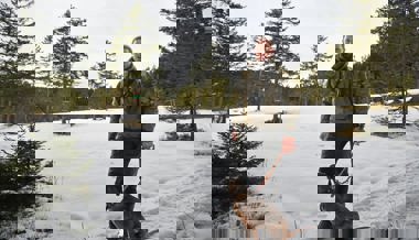 Naturgenuss auf Kosten der Wildtiere: Wintersportler missachten Wildruhezonen