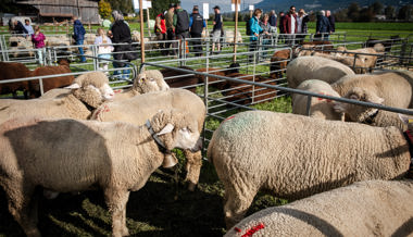 Wunderschöne Schafe und Gitzi und beste regionale Produkte
