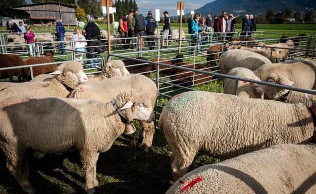 Wunderschöne Schafe und Gitzi und beste regionale Produkte