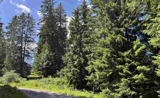 Zwei Personen verunfallen mit dem Gleitschirm