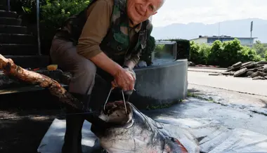 Fritz Moser fängt bei Diepoldsau einen Rekordwels: «Das ist mein bislang grösster Fisch!»