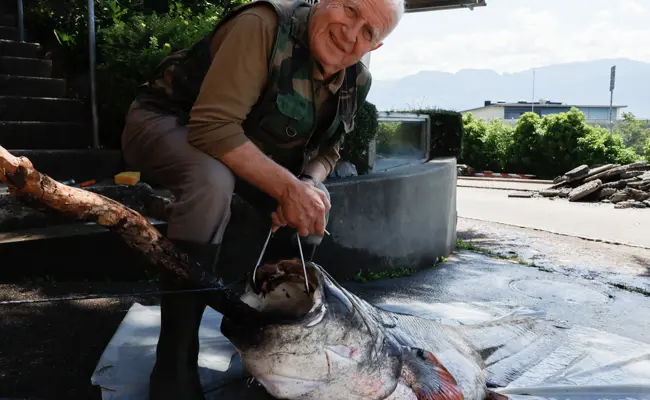 Fritz Moser fängt bei Diepoldsau einen Rekordwels: «Das ist mein bislang grösster Fisch!»