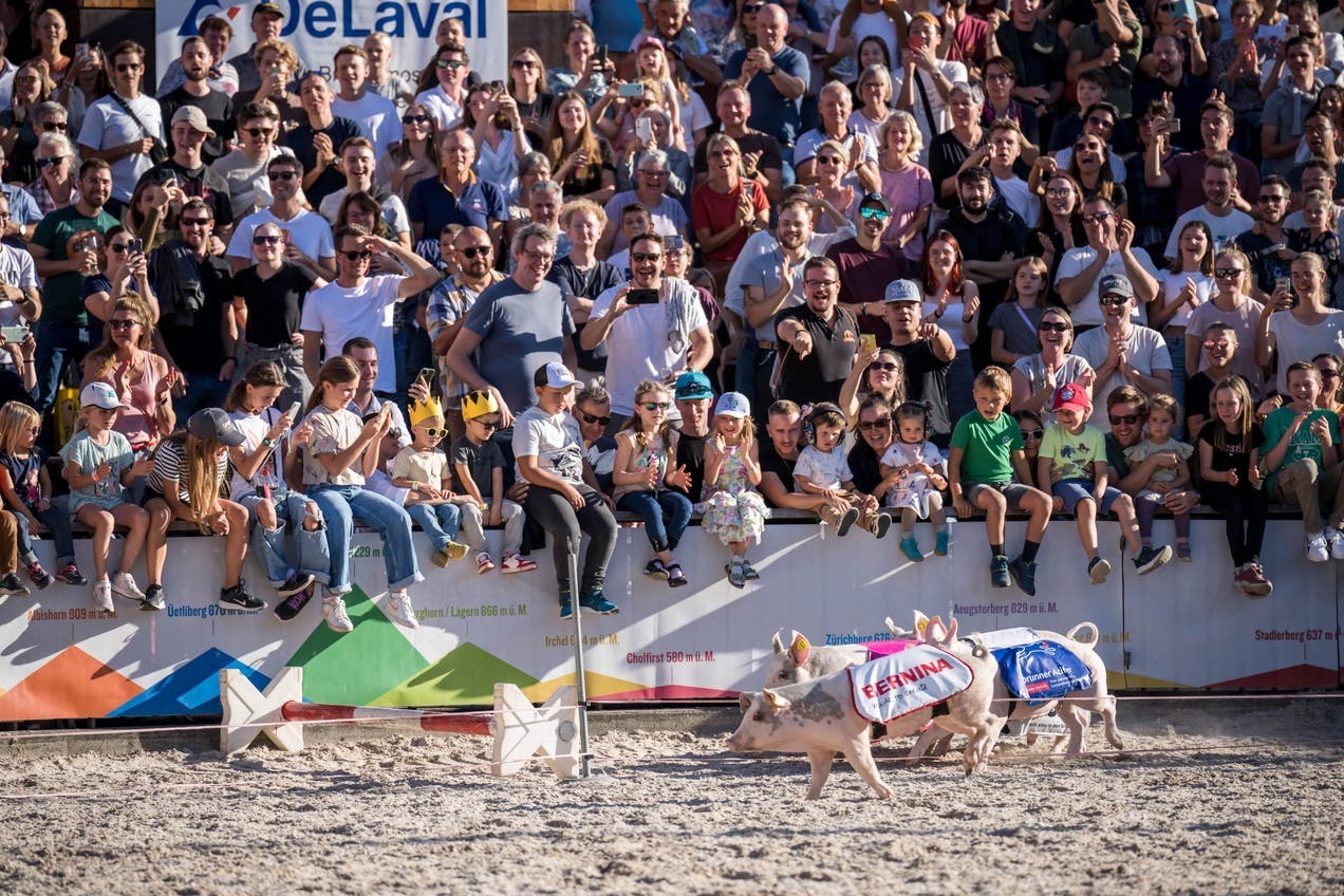 Mehr Fläche, mehr Party und viele Sonderschauen: So sieht die Olma 2024 aus