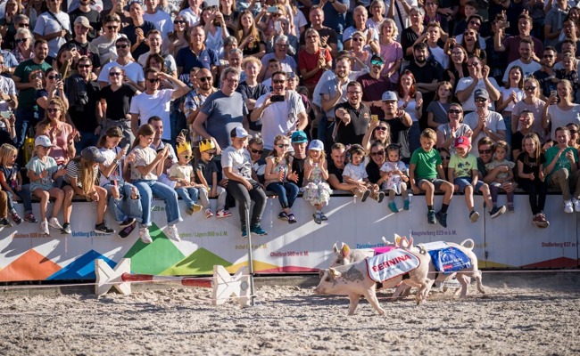 Mehr Fläche, mehr Party und viele Sonderschauen: So sieht die Olma 2024 aus