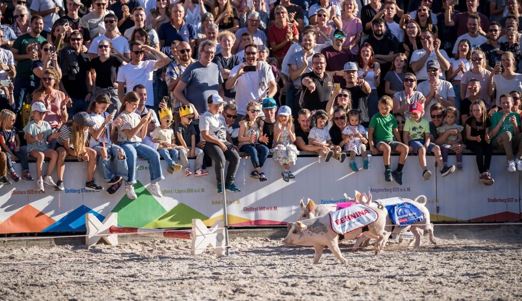 Mehr Fläche, mehr Party und viele Sonderschauen: So sieht die Olma 2024 aus