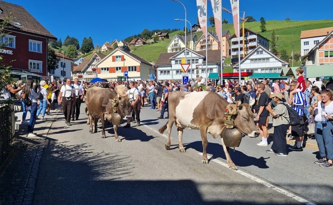 «Gspunne, die Lüt»: Touristenansturm stört Alpabfahrt – Sennen und Tiere müssen von Polizei eskortiert werden