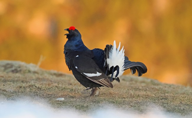 Volkszählung fürs Birkwild: Aktive Hähne