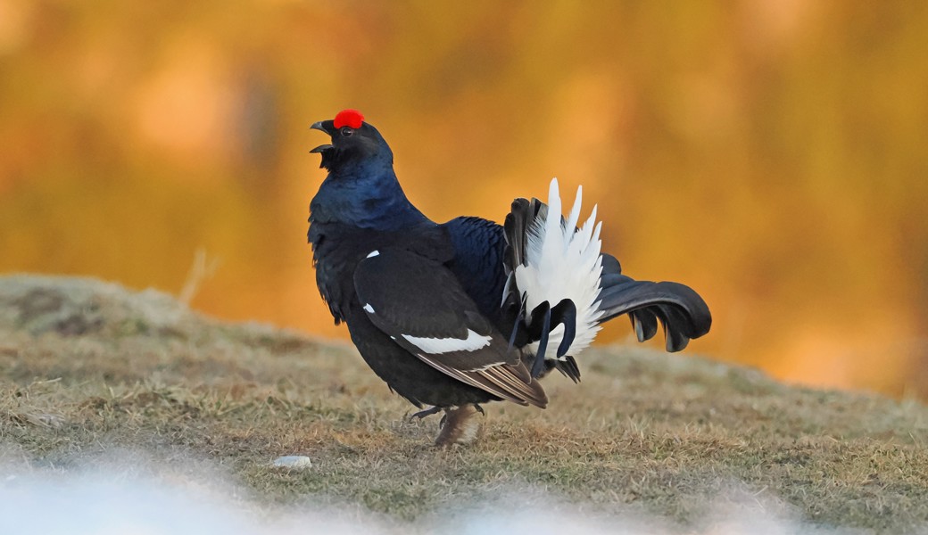 Volkszählung fürs Birkwild: Aktive Hähne