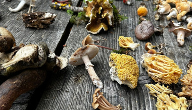 Tödliche Doppelgänger: Das müssen Pilzsammelnde im Toggenburg wissen