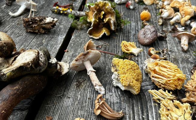 Tödliche Doppelgänger: Das müssen Pilzsammelnde im Toggenburg wissen