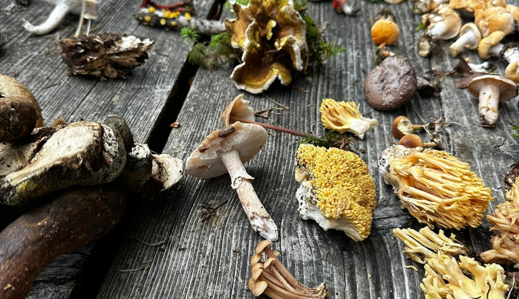 Tödliche Doppelgänger: Das müssen Pilzsammelnde im Toggenburg wissen