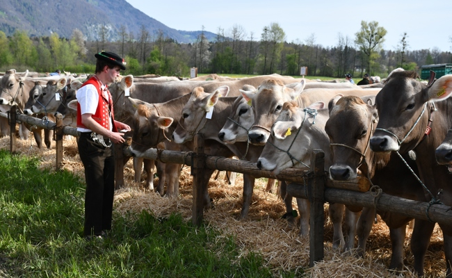 Kantonsparlament hält am Finanzbeitrag für Viehschauen fest
