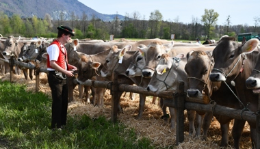 Kantonsparlament hält am Finanzbeitrag für Viehschauen fest