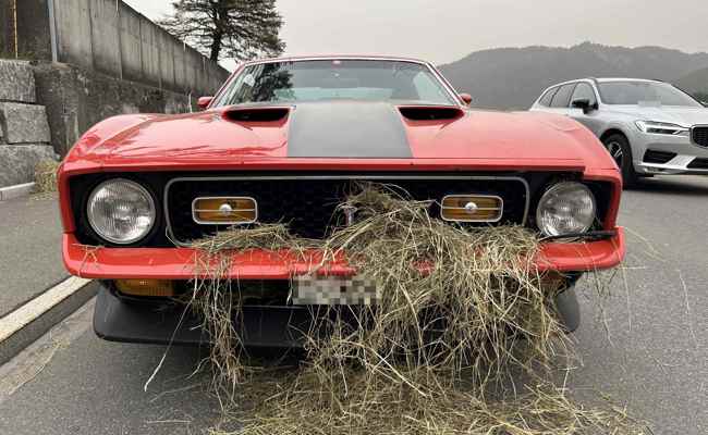 Heuballen vs. Ford Mustang: «Das wäre vermeidbar gewesen»