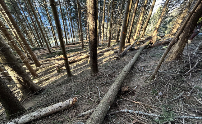 Von Baumwipfel getroffen: Forstarbeiter verletzt