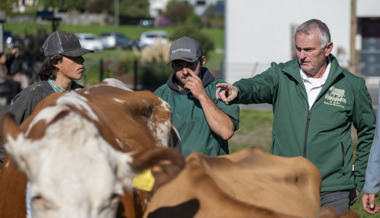 Ein «A» und eine Schelle für die Siegerin – Mit den Experten auf der Viehschau