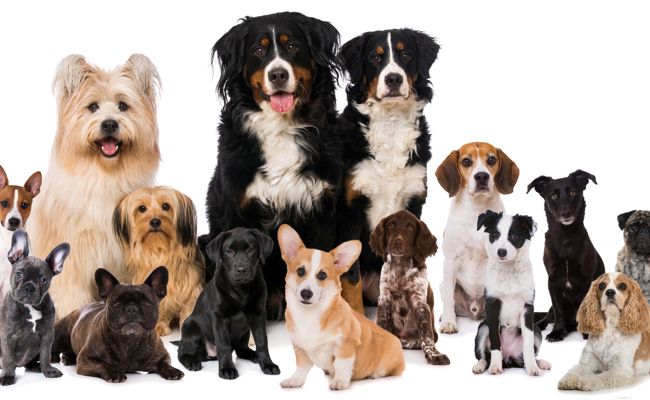 Wie Bello in der W&O-Region wirklich heisst