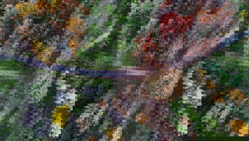  Der Wald erfreut Josef Lenherr seit 40 Jahren immer wieder aufs Neue. Symbolbild: Keystone, Michael Buholzer