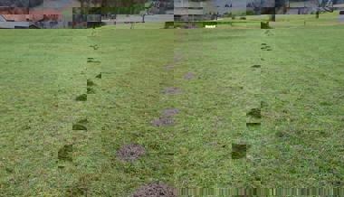 Den Weg des geringsten Widerstandes: Maulwurf grub exakt der Grenze entlang