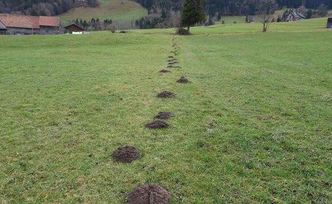 Den Weg des geringsten Widerstandes: Maulwurf grub exakt der Grenze entlang