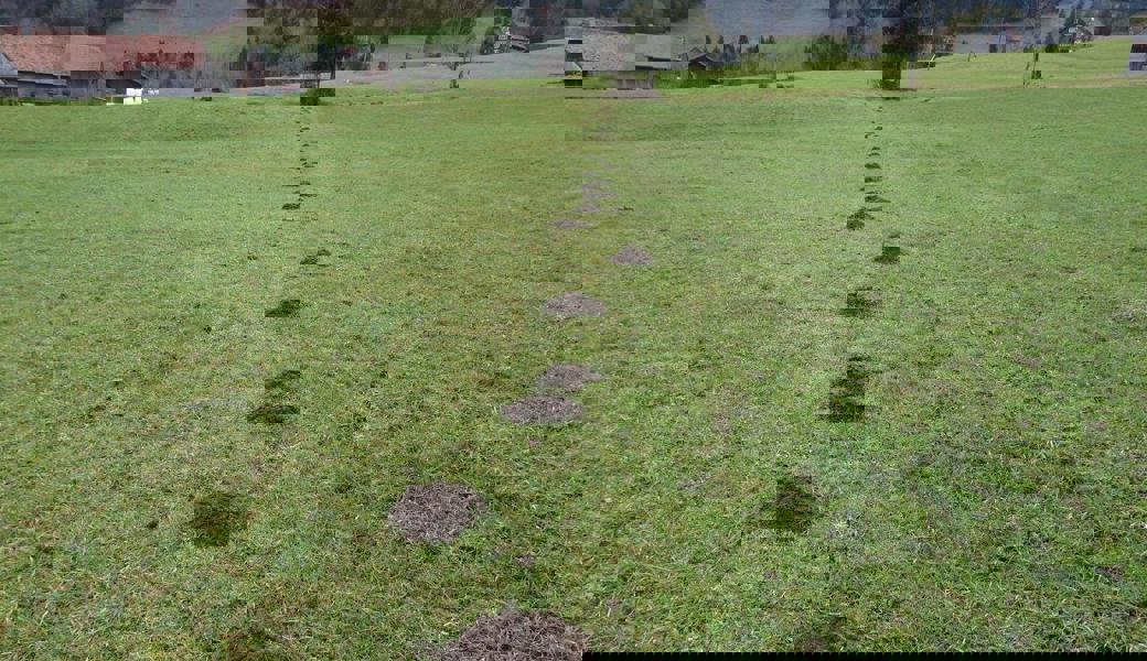  Hans Gujer staunte über die aufgeworfenen Erdhügel im Gebiet Muntlerentsch. Bilder: Hans Gujer