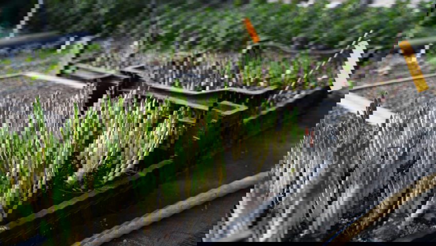  Frühlingsblüher sind derzeit beliebt. 