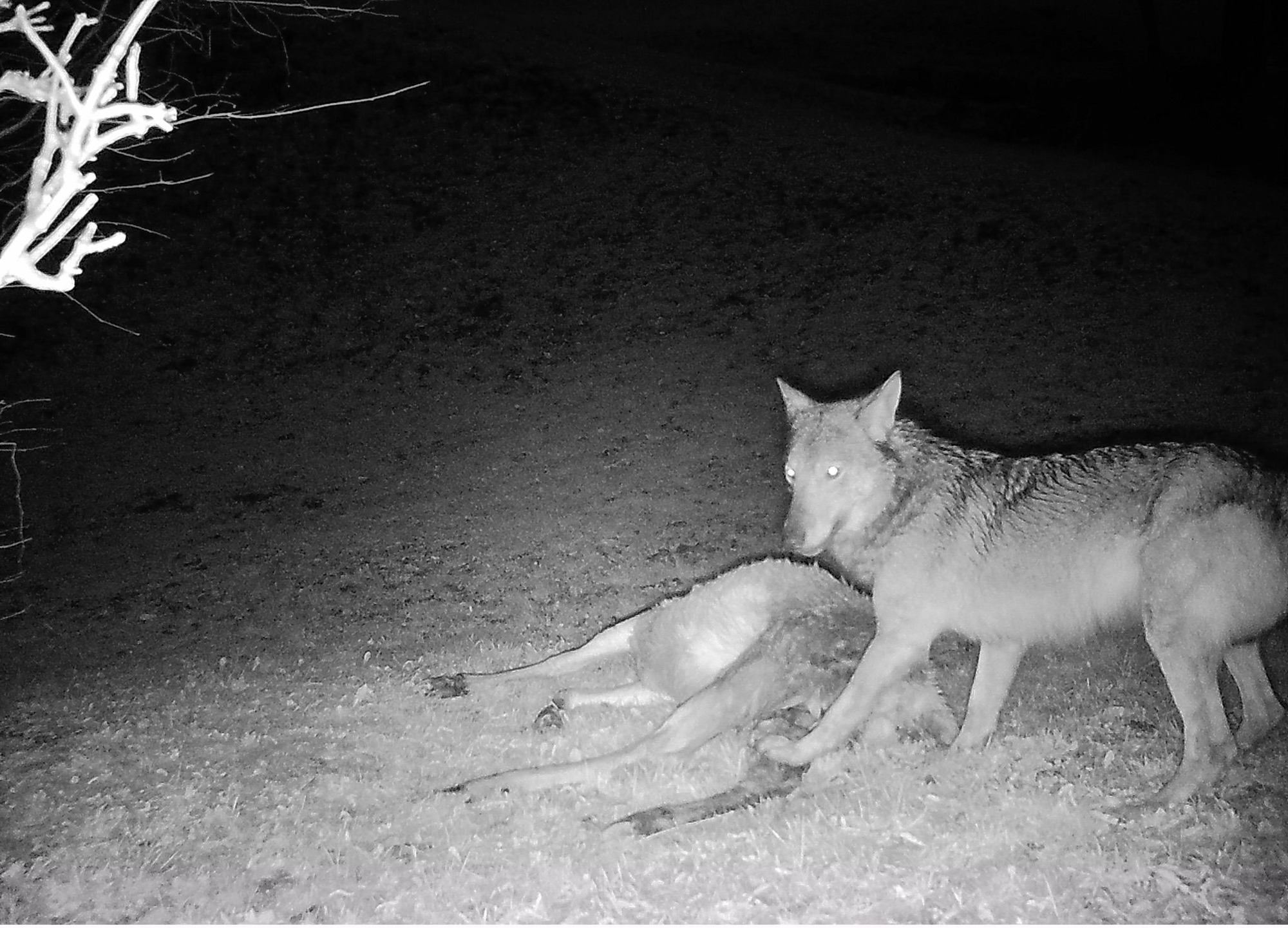 «Beste Schutzmassnahme»: Dürfen Schafhirten künftig angreifende Wölfe abschiessen?