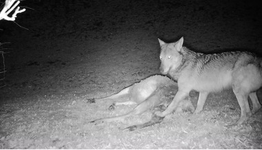 «Beste Schutzmassnahme»: Dürfen Schafhirten künftig angreifende Wölfe abschiessen?