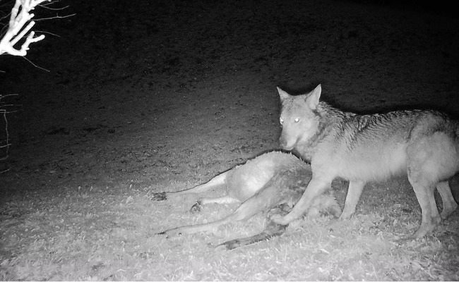 «Beste Schutzmassnahme»: Dürfen Schafhirten künftig angreifende Wölfe abschiessen?