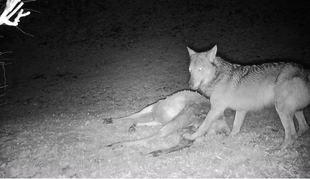 Ein Wolf kehrt zu einem gerissenen Hirschkalb zurück.