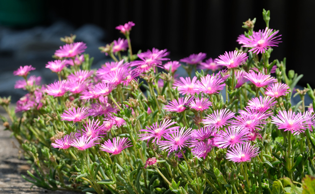 Sommerblumen erfreuen mit Vielfalt